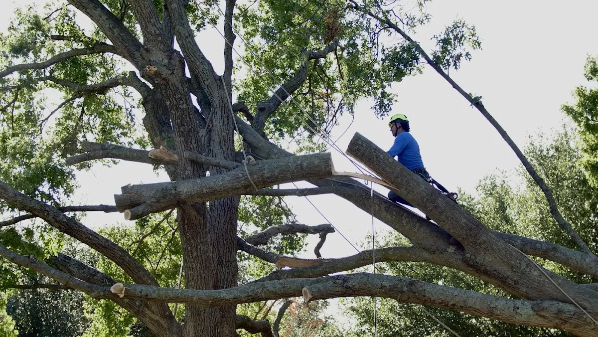 Professional Crown Thinning performed by certified arborists in Linthicum Heights