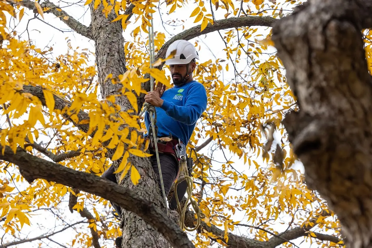 Skilled Tree Planting crew working in Linthicum Heights